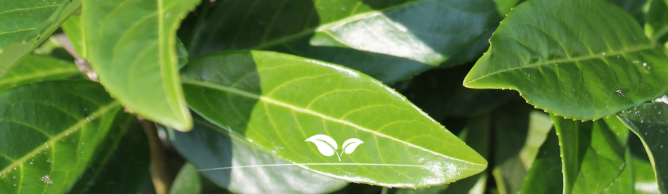 Laurier Genolia kopen | groenblijvend blad | Gardline